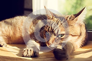 Close-up portrait of a beautiful domestic cat