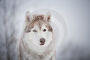 Close-up portrait of beautiful and free dog breed siberian husky sitting in the fairy winter forest on snowy background