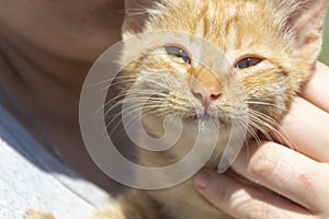 Close-up portrait of a beautiful ginger kitten. Red kitten with green eyes in the bright sun on a summer day.