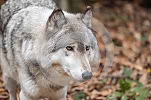 Close-up Portrait of Beautiful Gray Wolf