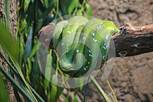 Close up portrait of beautiful Green tree python Morelia viridis