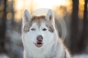 Close-up portrait of beautiful and happy siberian Husky dog sitting on the snow in winter forest at sunset