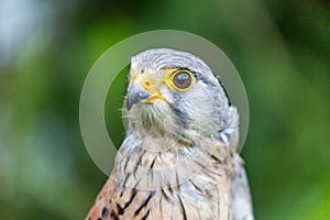 Close-up of Lesser Kestrel or Falco Naumanni