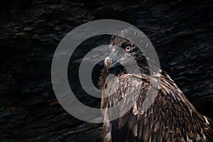 Close-up portrait of beautiful mountain bird, Europe, sitting on the nest in stone rock. Bearded Vulture, Gypaetus barbatus,