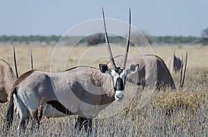 Close-up portrait of beautiful oryx or gemsbok antelope standing in high grass, Etosha National Park, Namibia, Africa