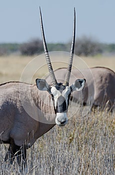 Close-up portrait of beautiful oryx or gemsbok antelope standing in high grass, Etosha National Park, Namibia, Africa