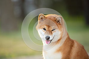 Close-up Portrait of beautiful red Shiba inu dog in the garden at golden sunset. Cute japanese shiba inu in backlight