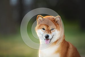 Close-up Portrait of beautiful red Shiba inu dog in the garden at golden sunset. Cute japanese shiba inu in backlight