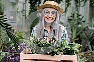 Close up portrait of beautiful smiling gray-haired woman gardener in straw hat and glasses, holding in hands wooden box