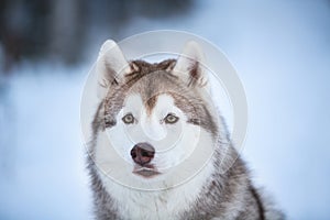 Close-up Portrait of beautiful, stoned and free Siberian Husky dog sitting on the snow in the dark forest in winter