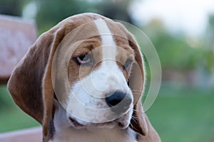 Close Up Portrait Of Beautiful Tricolor Puppy Of English Beagle Playing In Snow At Winter Day. Beagle Is A Breed Of Small Hound.