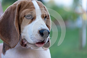 Close Up Portrait Of Beautiful Tricolor Puppy Of English Beagle Playing In Snow At Winter Day. Beagle Is A Breed Of Small Hound.