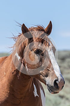 Portrait of a Majestic Wild Horse