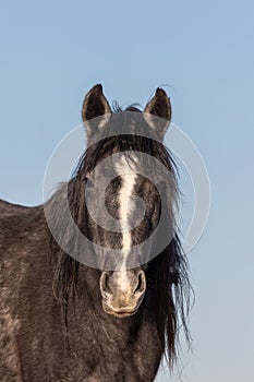 Majestic Wild Horse Portrait