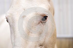 Close up portrait of beautiful wild white horse eye. Animals details, farm pets concept