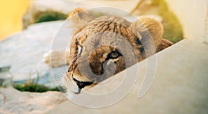 Close-up portrait of a beautiful winking lioness with a closed eye.