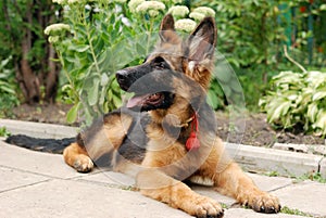 Close-up portrait of a beautiful young german shepherd dog puppy sitting in green grass