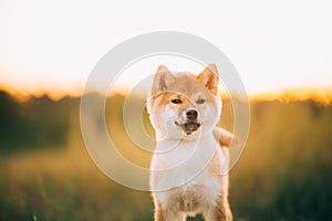 Close Up Portrait Beautiful Young Red Shiba Inu Puppy Dog During