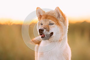 Close Up Portrait Beautiful Young Red Shiba Inu Puppy Dog During