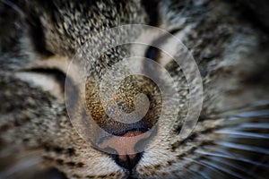 Close up portrait of a beautiful young tabby cat with closed eyes looking satisfied