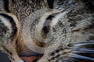 Close up portrait of a beautiful young tabby cat with closed eyes looking satisfied