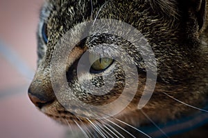 Close up portrait of a beautiful young tabby cat looking in front of him with yellow green eyes