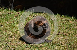 Close up portrait of a beaver grooming itself