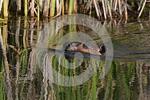 Close up portrait of a beaver swimming in a marsh