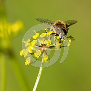 Close-up portrait of a bee at pollination flowering plants