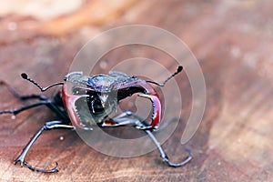 Close-up portrait of beetle European stag beetle; Lucanus cervus