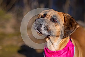 Close-up portrait of a beige mongrel dog