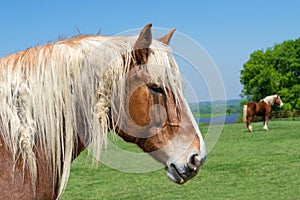 Close-up portrait of a Belgian Draft Horse