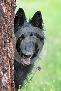 A close up portrait of a belgian sheepdog looking out from behind a tree with a green background