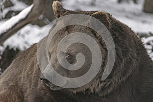 Close up portrait of a big brown bear. Ursus arctos