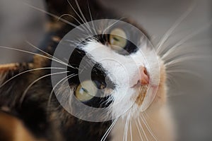 Close-up portrait of a big-eyed mustachioed cat