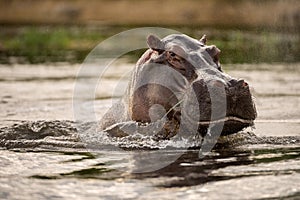 A close up portrait of a big hippo breaching the water surface