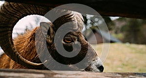 Close-up portrait of a big horned mountain Ram in the countryside farm paddock. Wild animals and agriculture industry concept