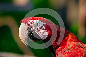 Close up portrait of a big red green-winged macaw parrot. Exotic tropical birds