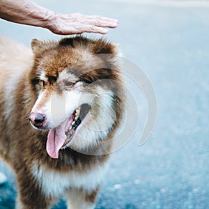 Close-up portrait big white brown Alaskan Malamute dog. Old lady hand takes care about pet