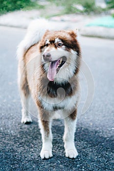 Close-up portrait big white brown Alaskan Malamute dog. Pet standing front view paws