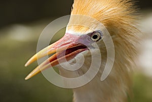 Close up portrait of bird