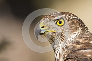 Close up portrait of a bird of prey, Accipiter nisus