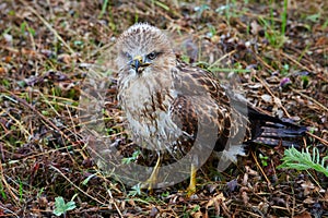 Close-up portrait of a bird of prey in its natural habitat