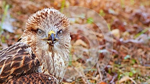 Close-up portrait of a bird of prey in its natural habitat