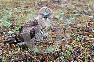 Close-up portrait of a bird of prey in its natural habitat