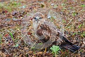 Close-up portrait of a bird of prey nestling in its natural habitat - in the wild, sitting in a meadow