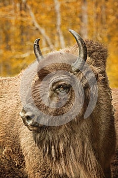 Close up portrait of Bison