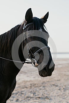 Close-up portrait of black beautiful harnessed horse. Farm animal, ranch, sport concept