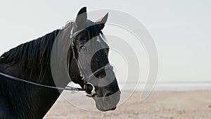 Close-up portrait of black beautiful harnessed horse. Farm animal, ranch, sport concept