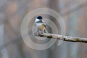 Close up portrait of a Black-capped chickadee Poecile atricapillus perched on a dead tree branch during autumn.